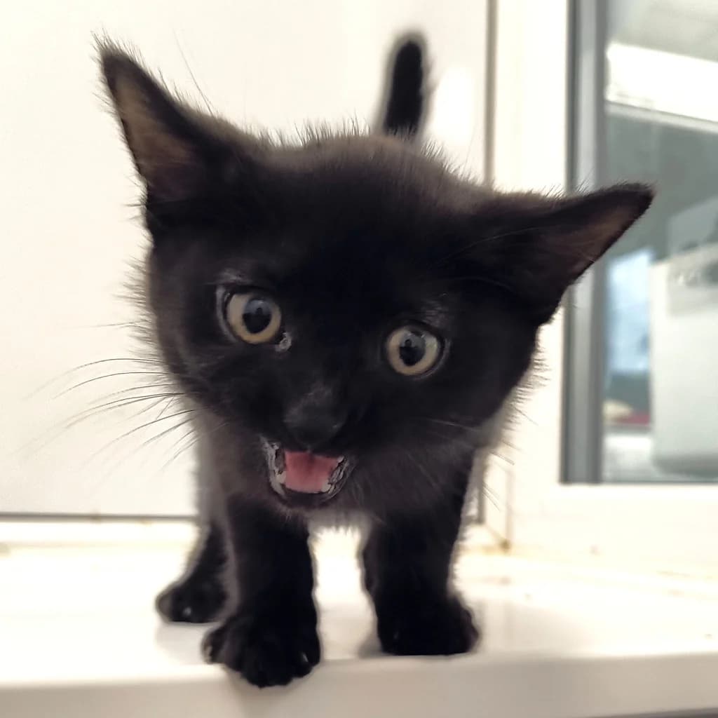 Heinz, Mixed Breed Cat for adoption at Thornberry Animal Sanctuary