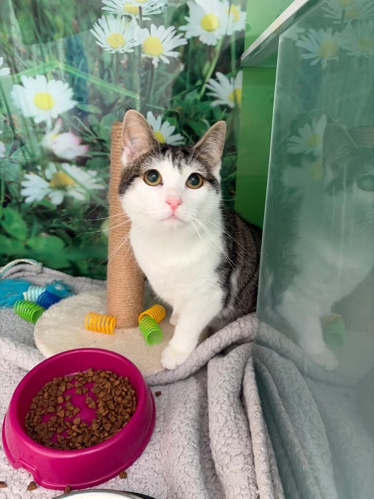 Perri, puppy Mixed Breed Cat for adoption at Thornberry Animal Sanctuary