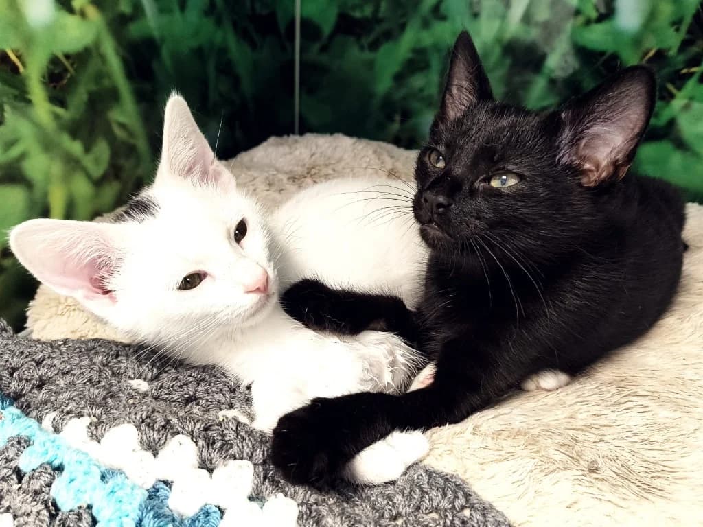 Swing &, puppy Mixed Breed Cat for adoption at Thornberry Animal Sanctuary