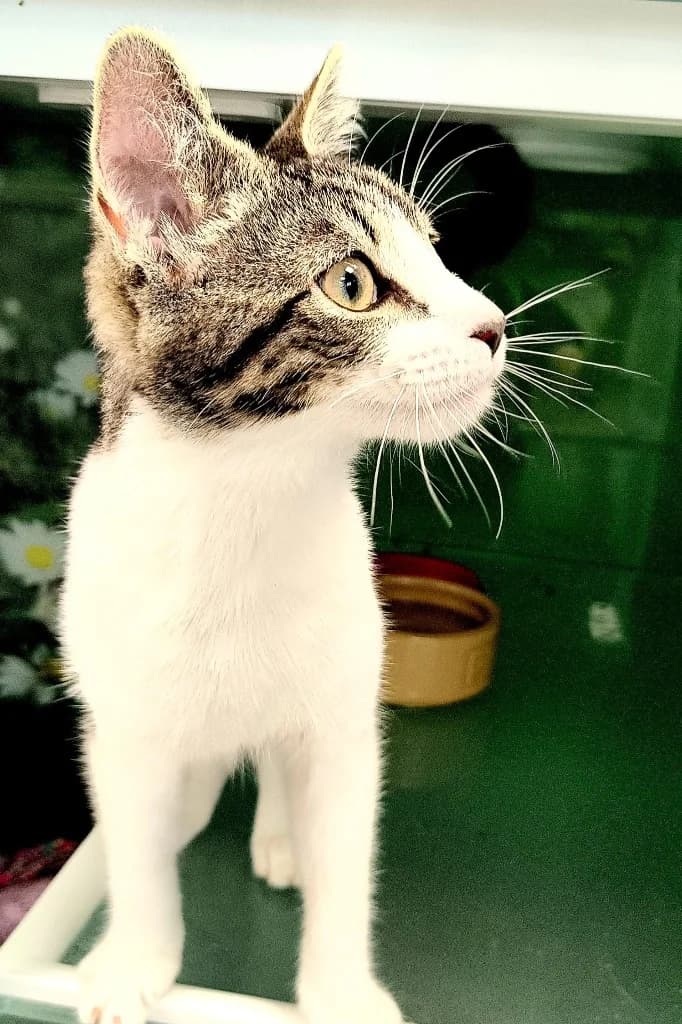 Treacle, Mixed Breed Cat for adoption at Thornberry Animal Sanctuary