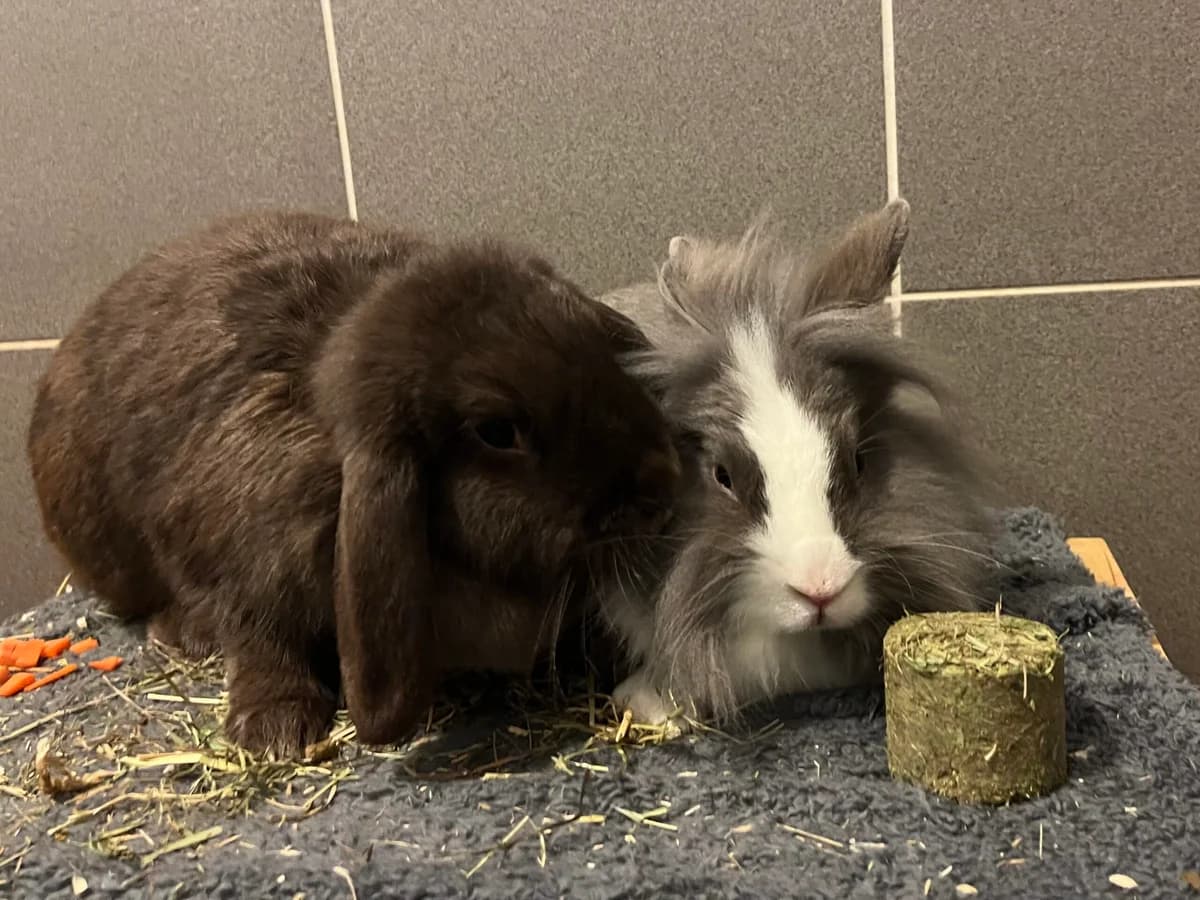 Sky &, mixed breed for adoption at Thornberry Animal Sanctuary
