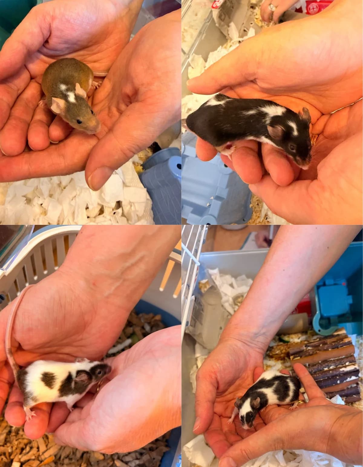 The Fancy Mice, mixed breed for adoption at Thornberry Animal Sanctuary