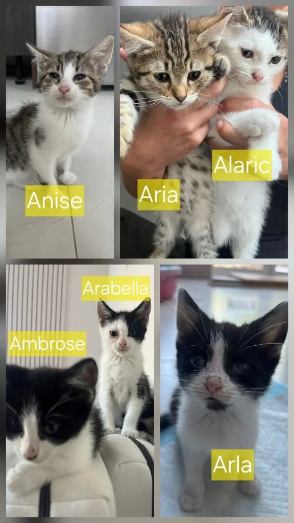 Astrid’, puppy Mixed Breed Cat for adoption at Thornberry Animal Sanctuary