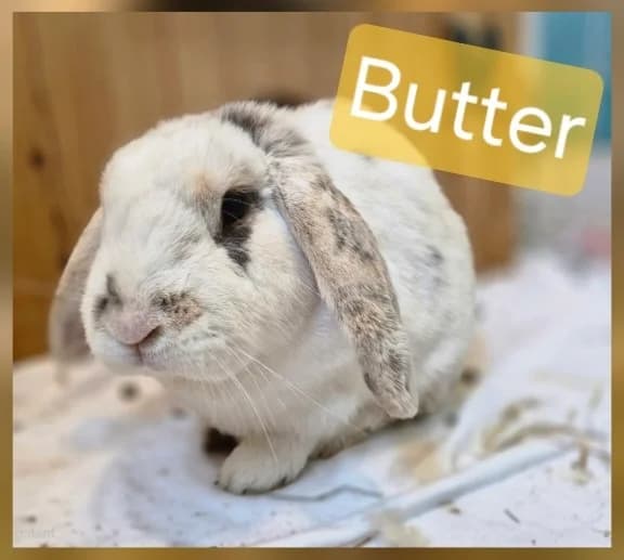 Butter, 4yo mixed breed for adoption at Thornberry Animal Sanctuary