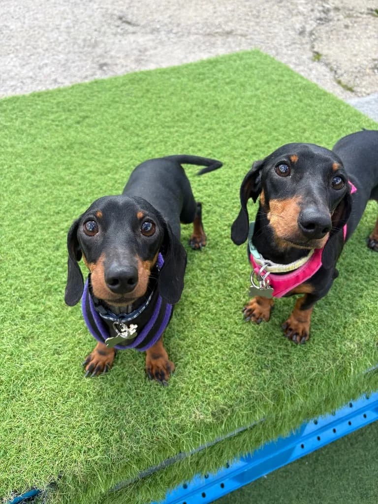 Declan and Darcie, young Dachshund for adoption at Thornberry Animal Sanctuary