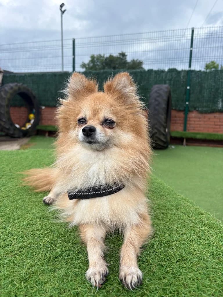 Piper, 7yo Pomeranian for adoption at Thornberry Animal Sanctuary