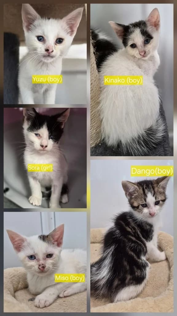 Mochi kittens, puppy Mixed Breed Cat for adoption at Thornberry Animal Sanctuary