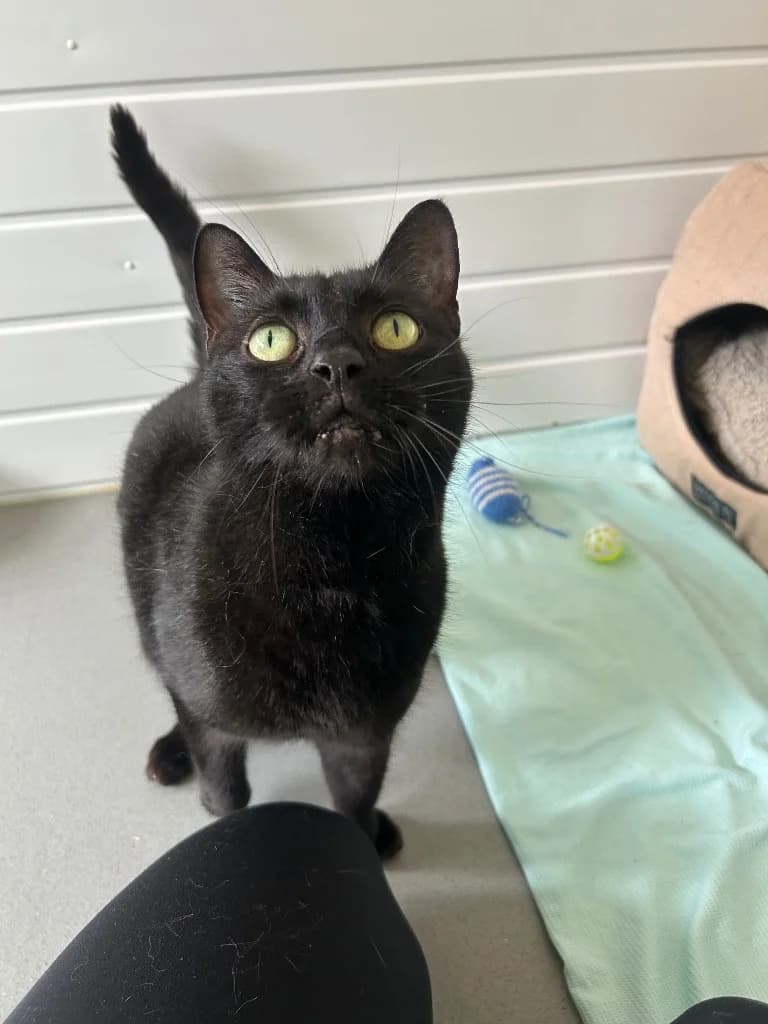 Marshall, senior Mixed Breed Cat for adoption at Thornberry Animal Sanctuary