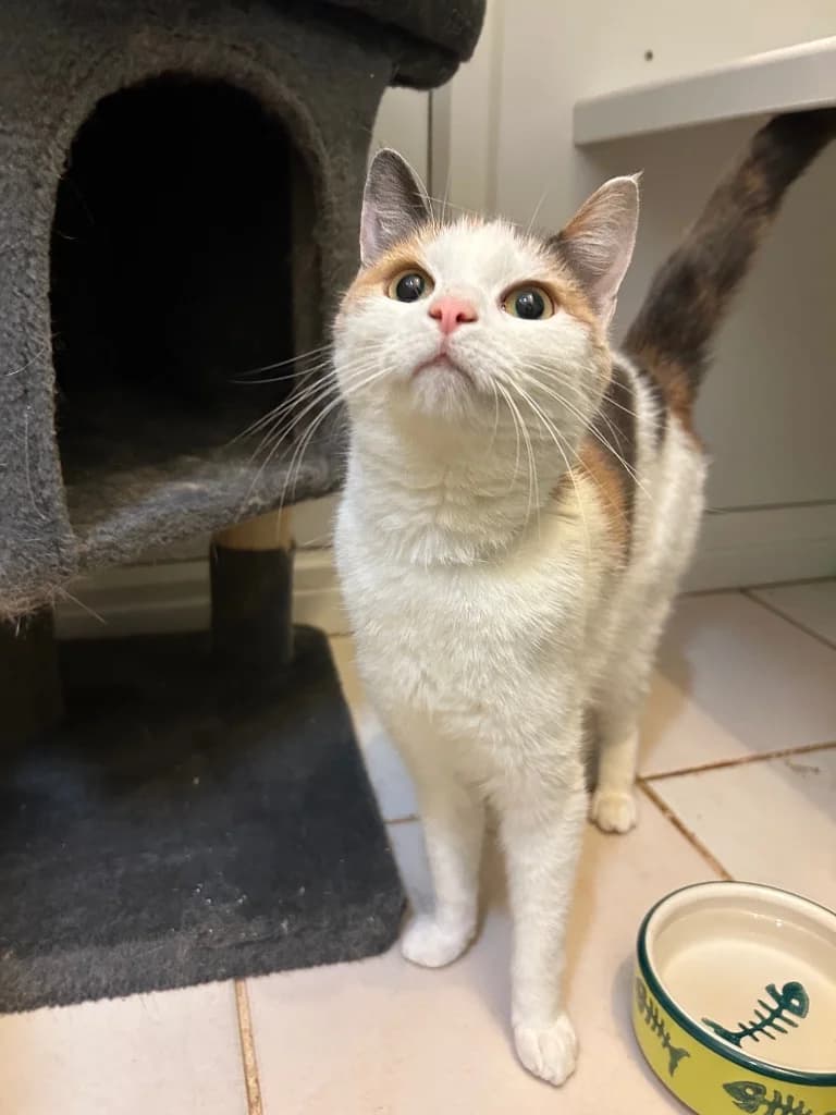 Tino, young Mixed Breed Cat for adoption at Thornberry Animal Sanctuary