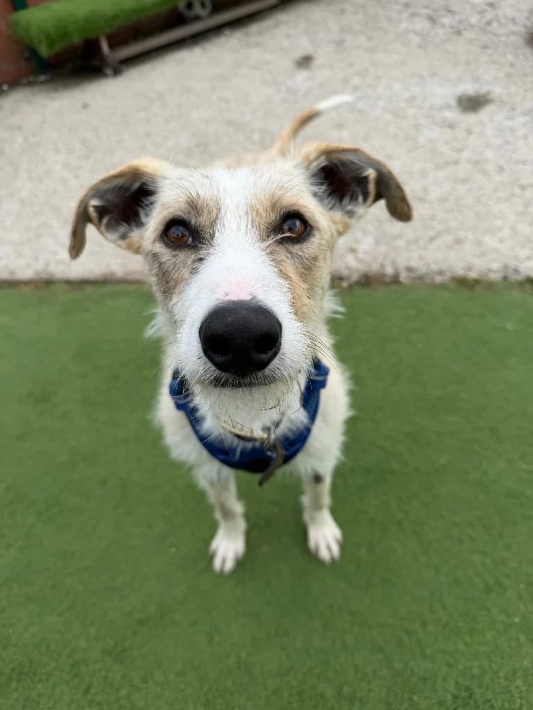Angus, young mixed breed for adoption at Thornberry Animal Sanctuary