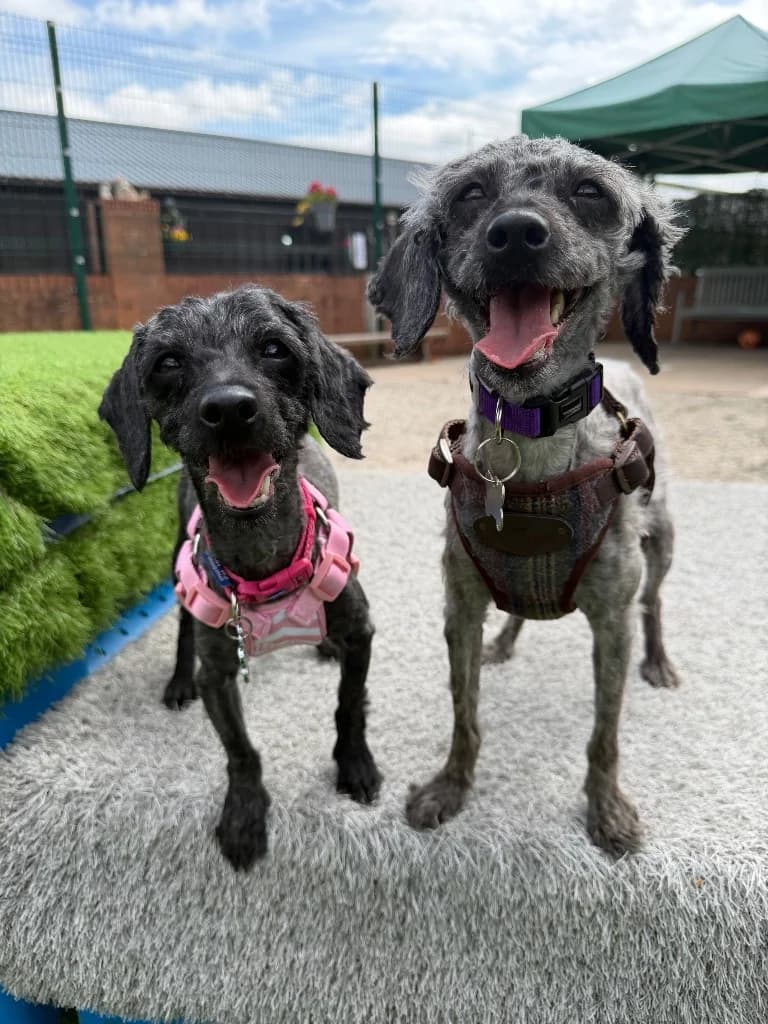 Summer and Meadow, 4yo Cavapoo for adoption at Thornberry Animal Sanctuary