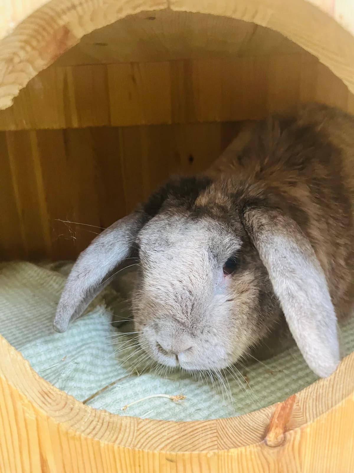 Colin, senior mixed breed for adoption at Thornberry Animal Sanctuary