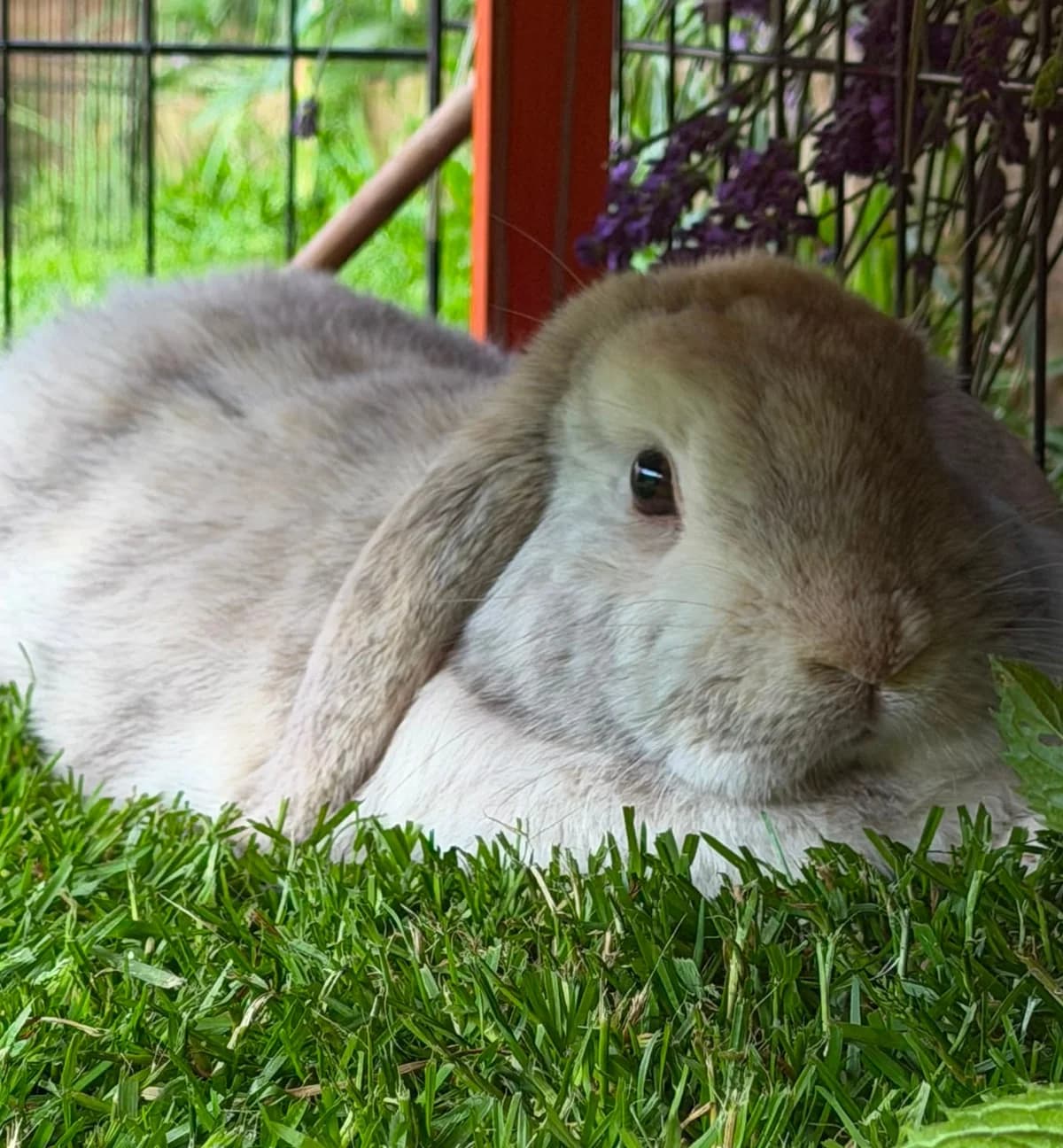 Matcha, 4yo mixed breed for adoption at Thornberry Animal Sanctuary