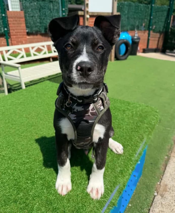 Bob, puppy Akita for adoption at Thornberry Animal Sanctuary