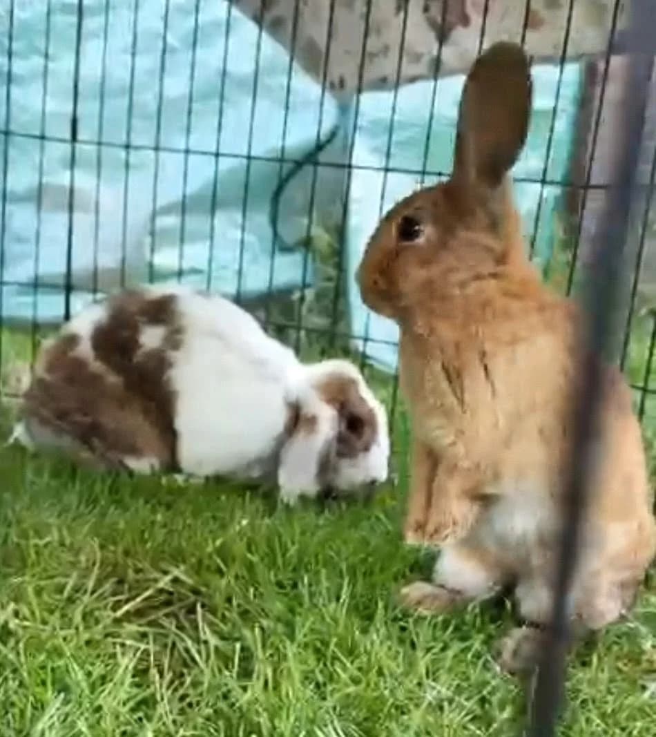 Coco and Espresso, young mixed breed for adoption at Thornberry Animal Sanctuary