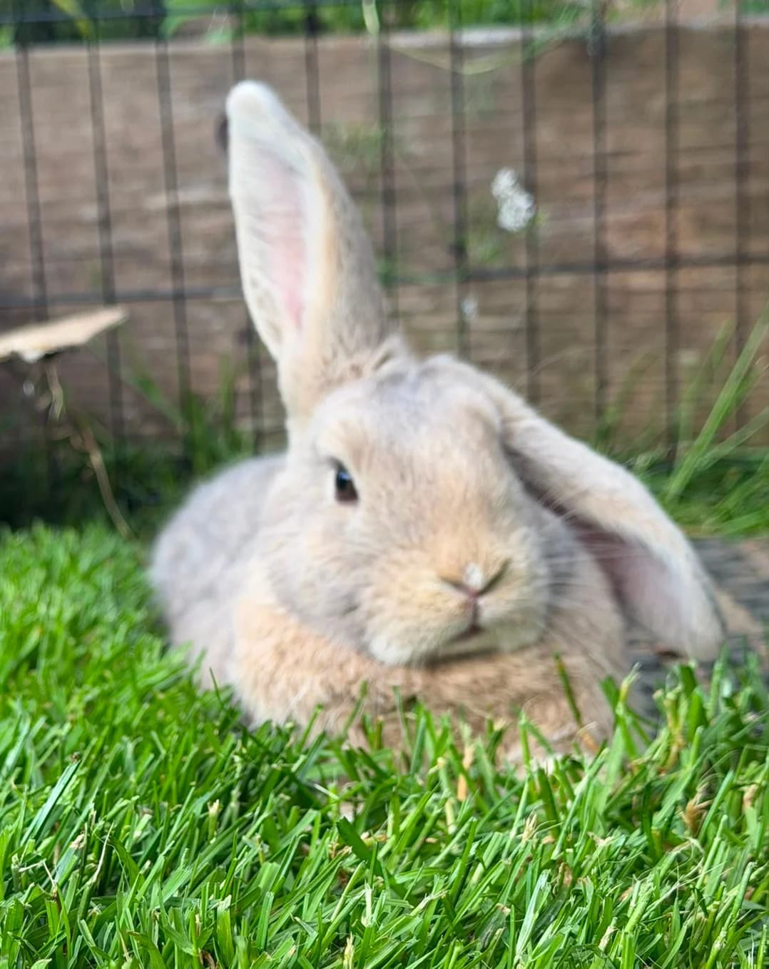 Latte, mixed breed for adoption at Thornberry Animal Sanctuary