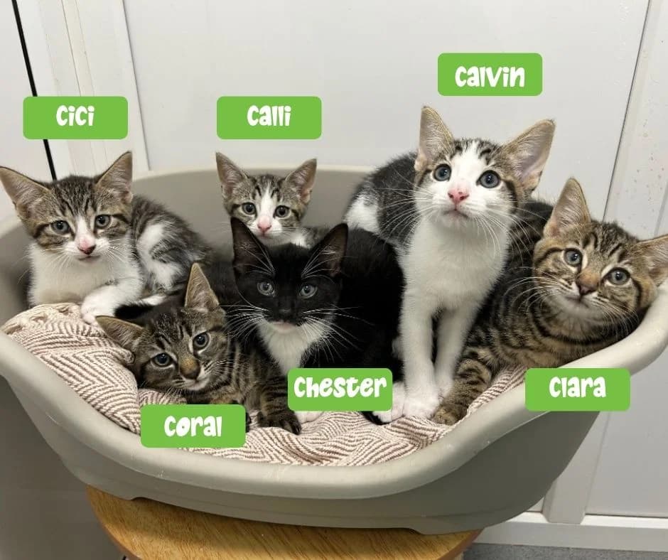Cora’, puppy Mixed Breed Cat for adoption at Thornberry Animal Sanctuary