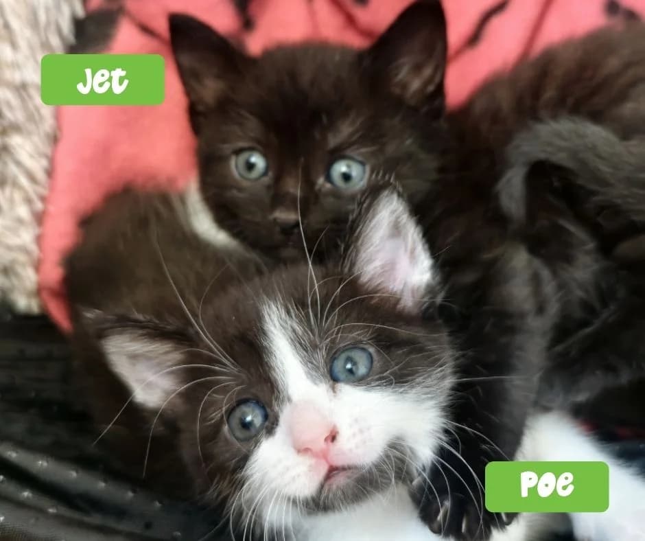 Poe and Jet, puppy Mixed Breed Cat for adoption at Thornberry Animal Sanctuary