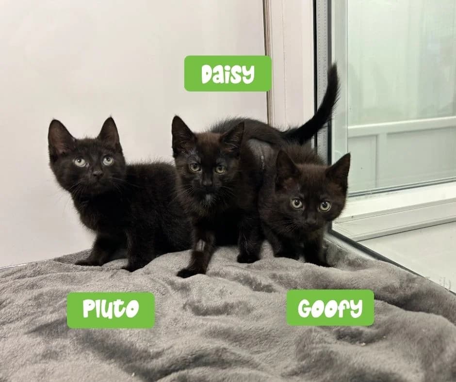Pluto, Daisy and Goofy, puppy Mixed Breed Cat for adoption at Thornberry Animal Sanctuary