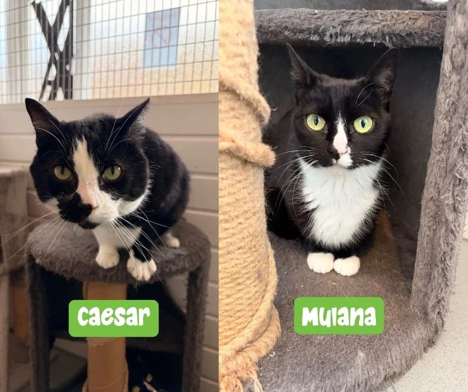 Caesar and Mulana, 4yo Mixed Breed Cat for adoption at Thornberry Animal Sanctuary