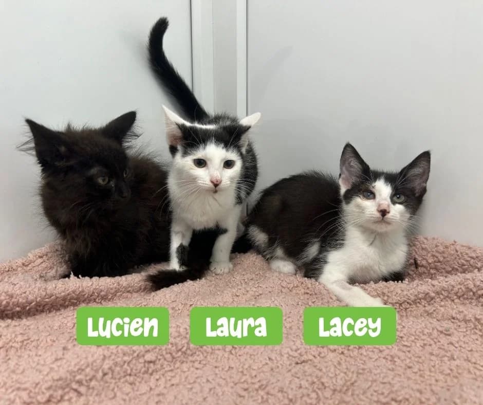Lucien, Laura and Lacey, puppy mixed breed for adoption at Thornberry Animal Sanctuary