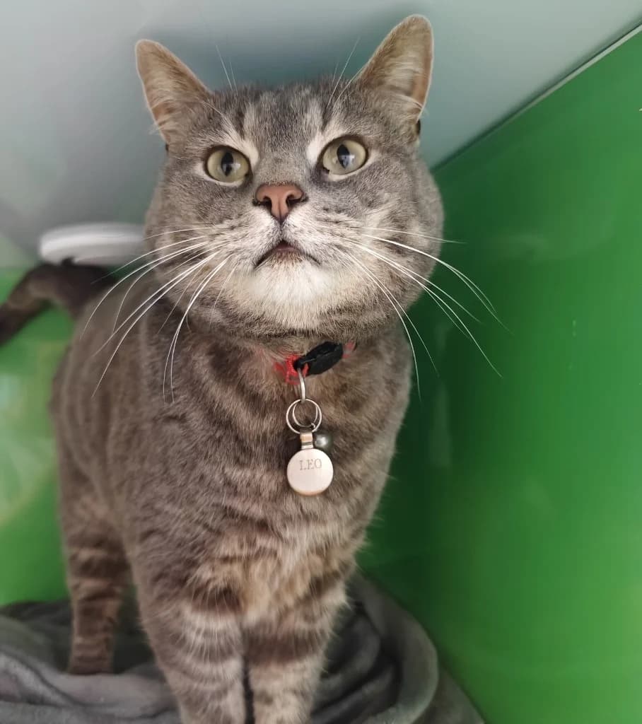 Leo, 5yo Mixed Breed Cat for adoption at Thornberry Animal Sanctuary