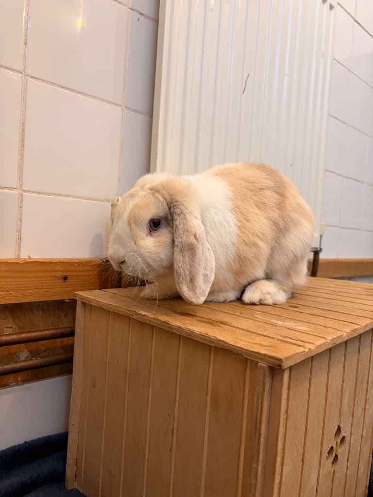 Ted, mixed breed for adoption at Thornberry Animal Sanctuary