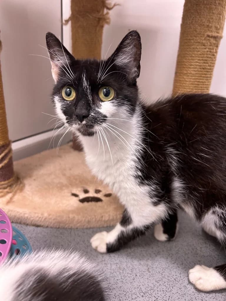 Paris, young Mixed Breed Cat for adoption at Thornberry Animal Sanctuary