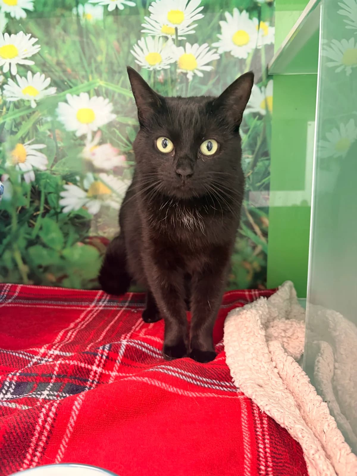 Ostara, young Mixed Breed Cat for adoption at Thornberry Animal Sanctuary