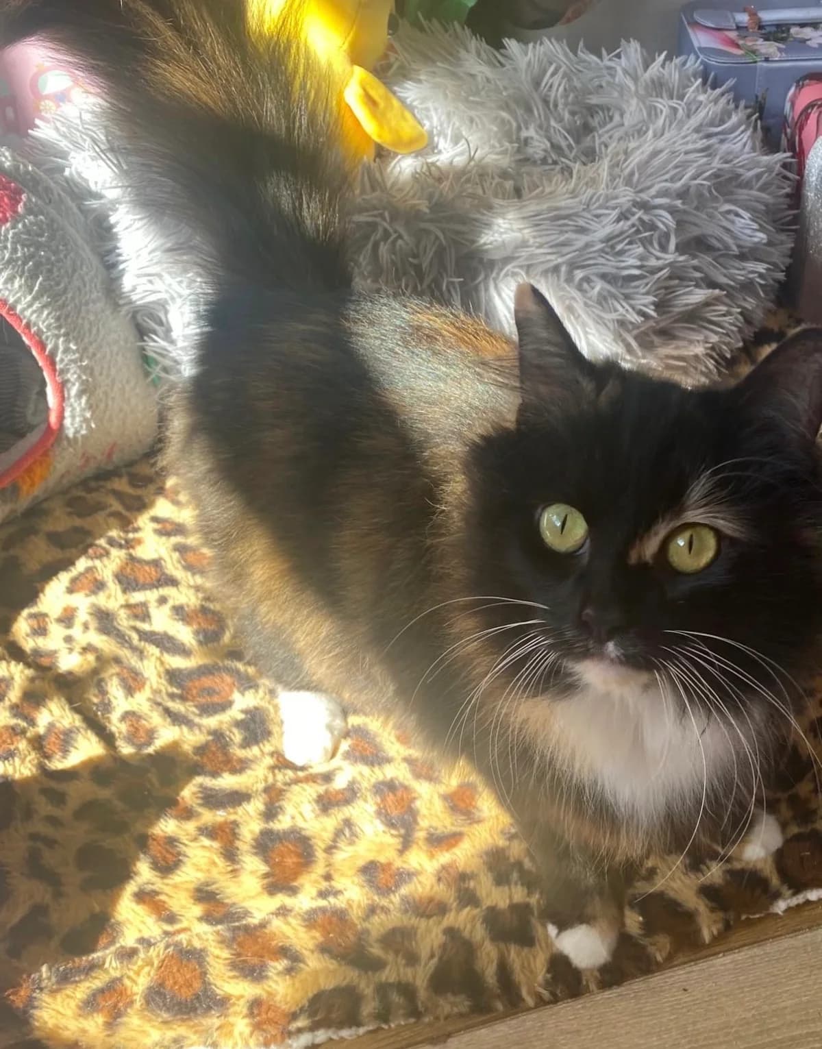 Mocha, 3yo Mixed Breed Cat for adoption at Thornberry Animal Sanctuary