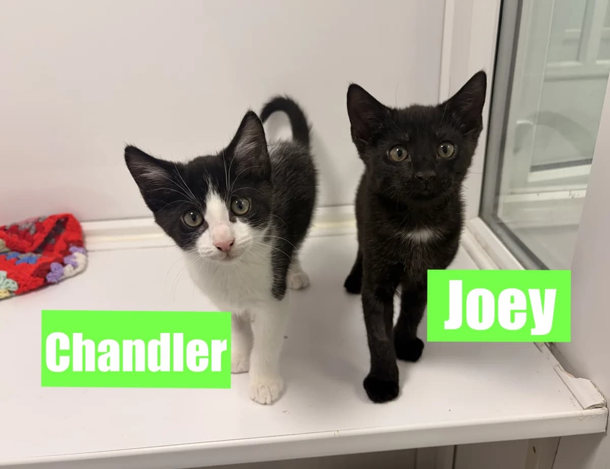Chandler &, puppy Mixed Breed Cat for adoption at Thornberry Animal Sanctuary