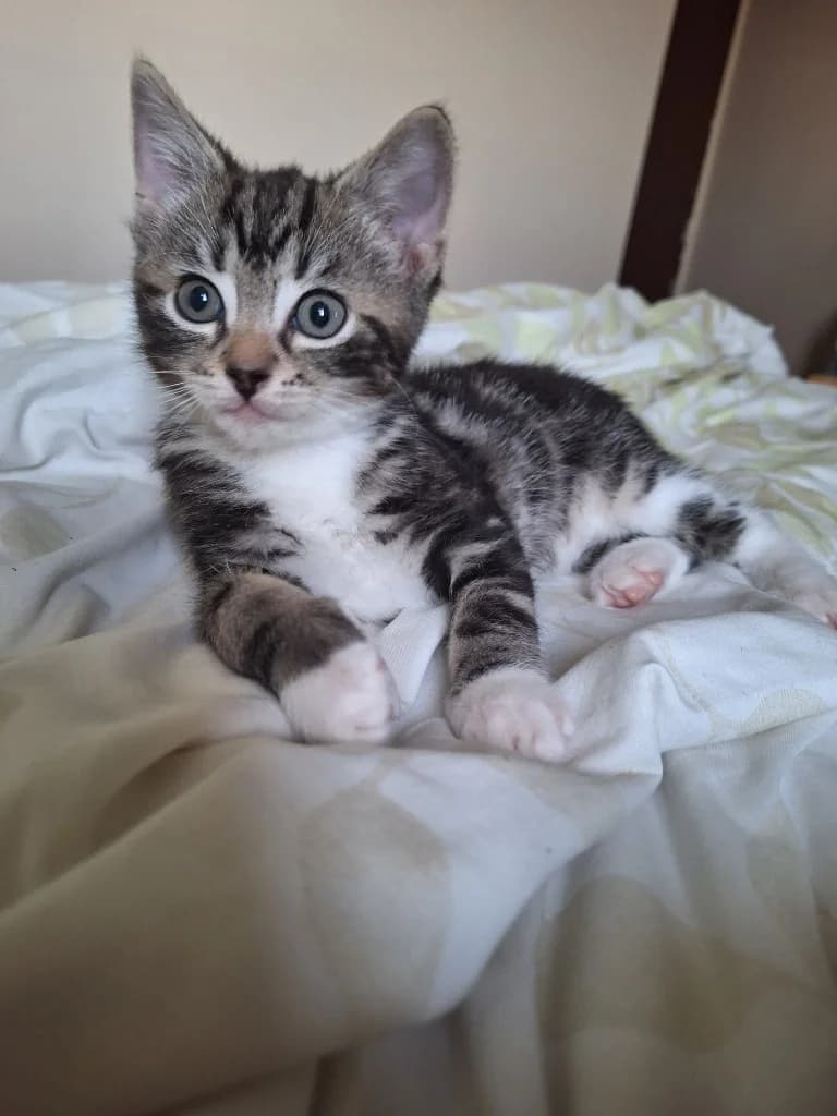 Radish, Mixed Breed Cat for adoption at Thornberry Animal Sanctuary