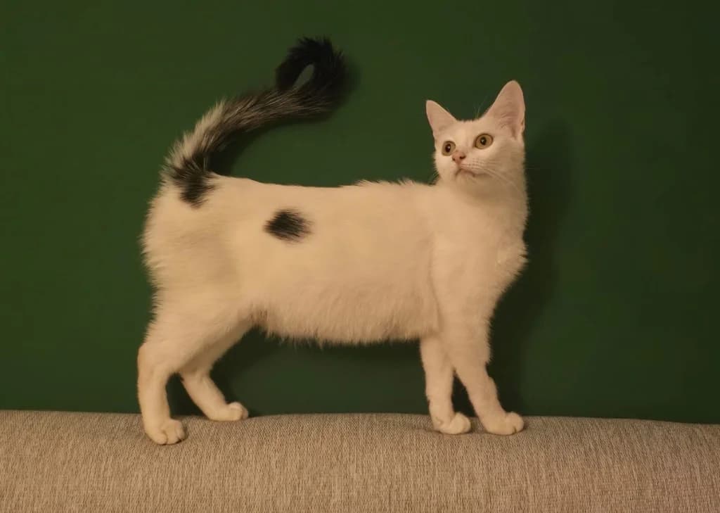 Nettle, young Mixed Breed Cat for adoption at Thornberry Animal Sanctuary