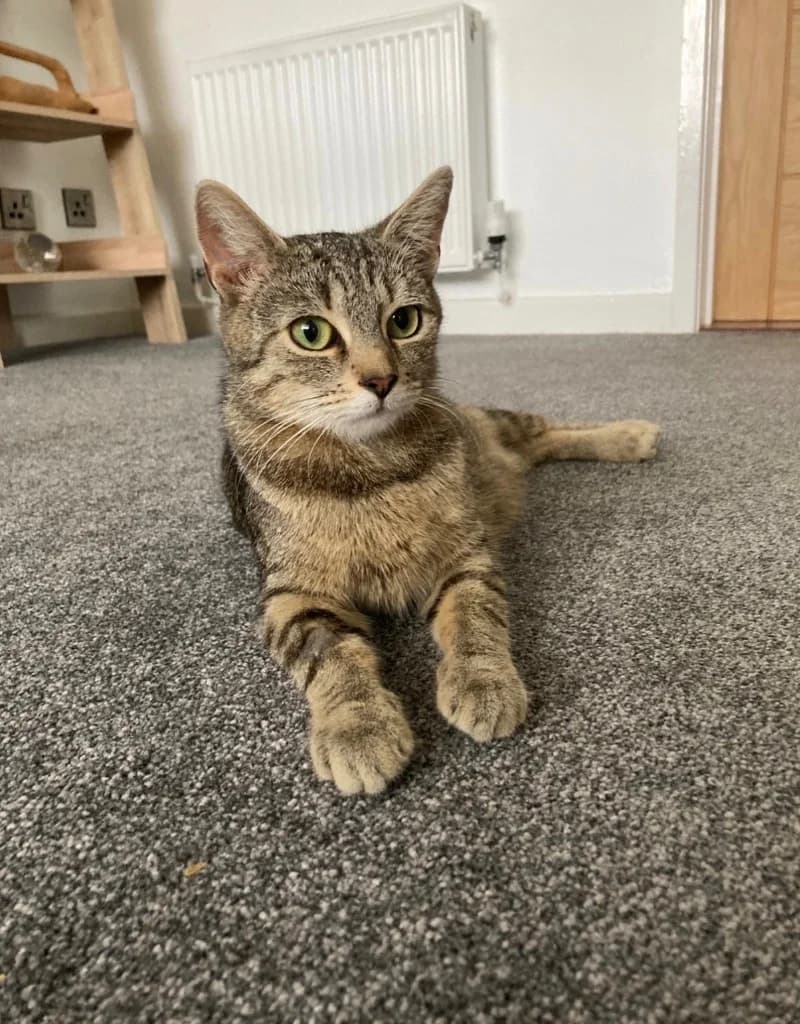 Kiwi, young Mixed Breed Cat for adoption at Thornberry Animal Sanctuary