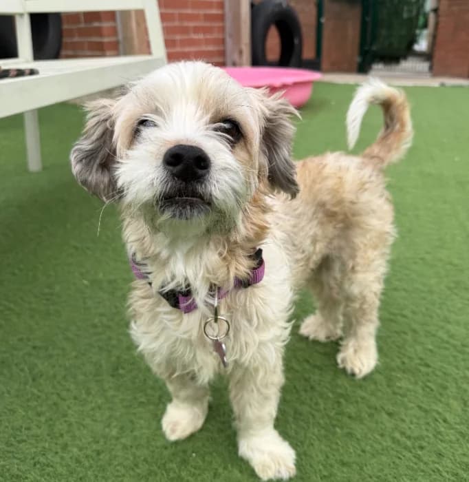 Fifi, senior mixed breed for adoption at Thornberry Animal Sanctuary