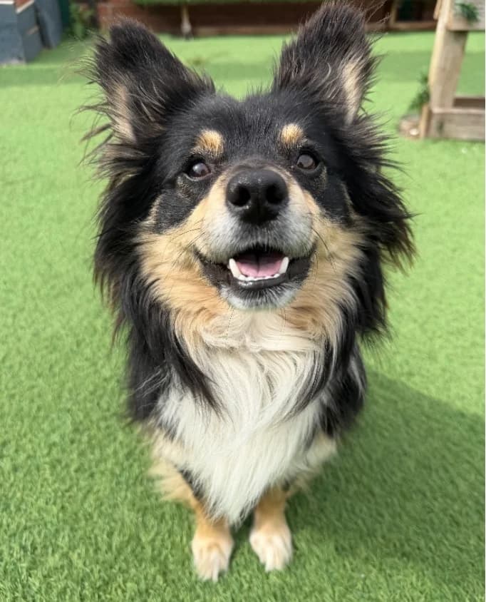 William, Pomeranian for adoption at Thornberry Animal Sanctuary