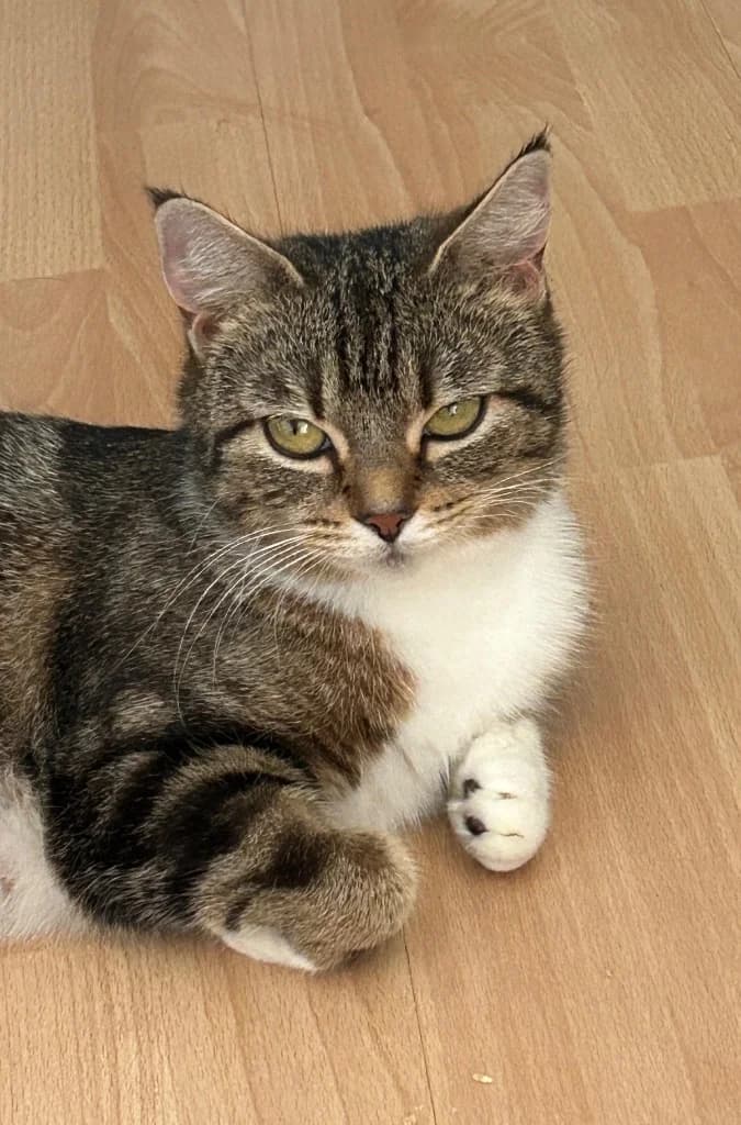 Faith, young Mixed Breed Cat for adoption at Thornberry Animal Sanctuary