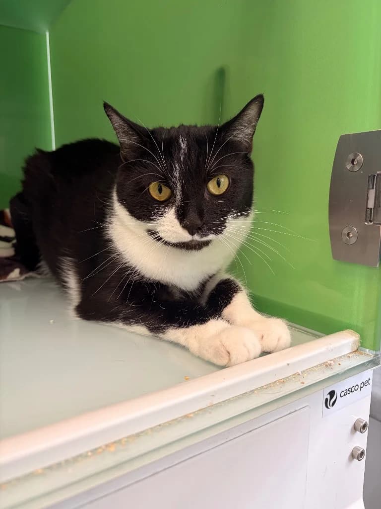 Pepper, young Mixed Breed Cat for adoption at Thornberry Animal Sanctuary