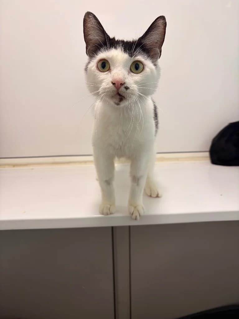 Opal, young Mixed Breed Cat for adoption at Thornberry Animal Sanctuary