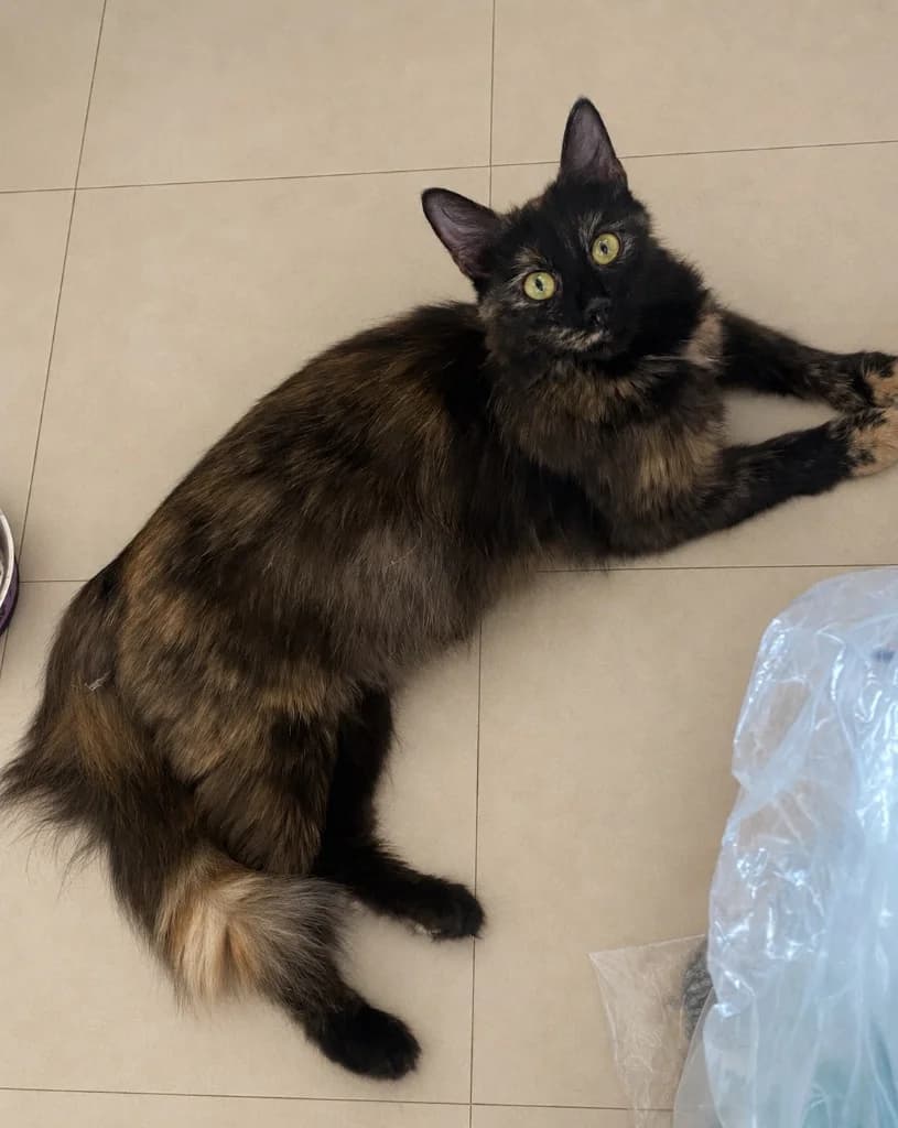 Junie, young Mixed Breed Cat for adoption at Thornberry Animal Sanctuary