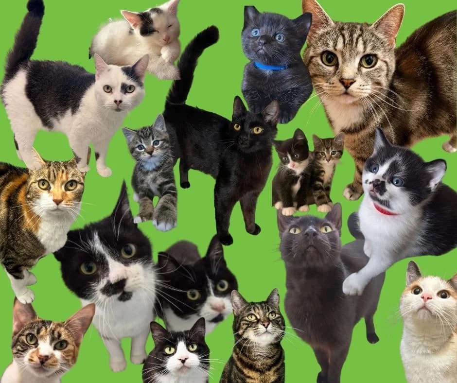 Any cat, Mixed Breed Cat for adoption at Thornberry Animal Sanctuary