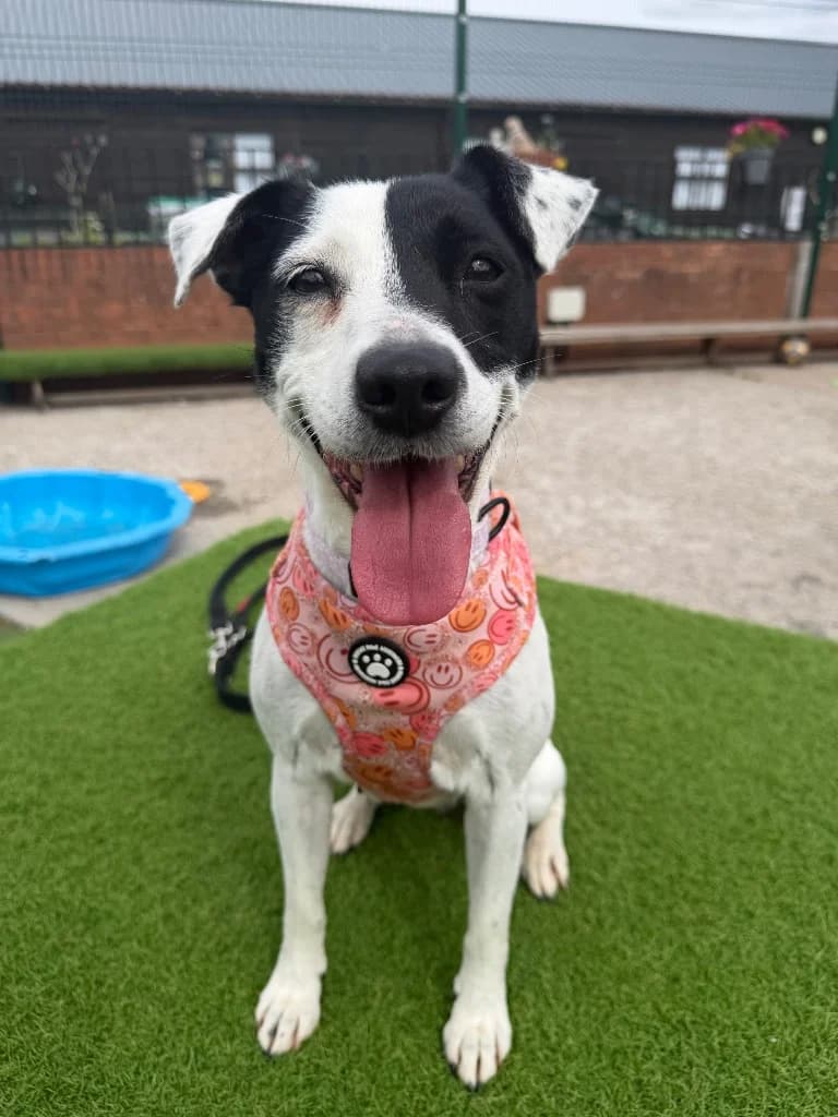 Nora, 7yo Jack Russell Terrier for adoption at Thornberry Animal Sanctuary