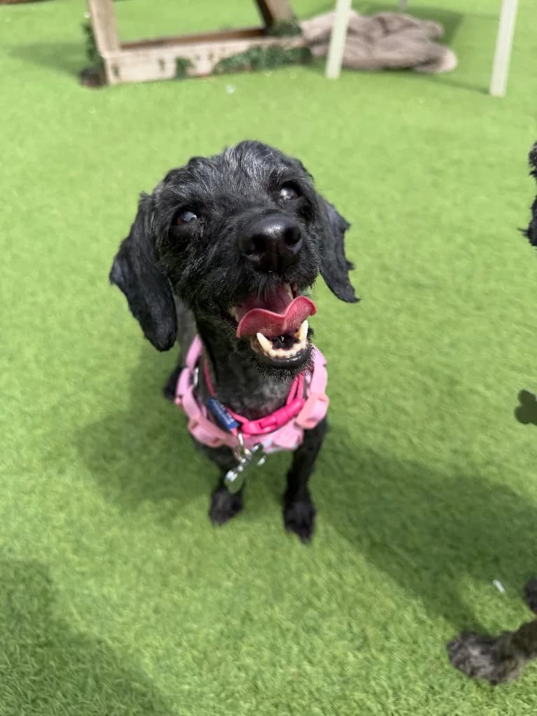 Summer, 4yo Cavapoo for adoption at Thornberry Animal Sanctuary