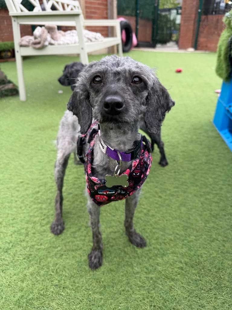 Meadow, 4yo Cavapoo for adoption at Thornberry Animal Sanctuary