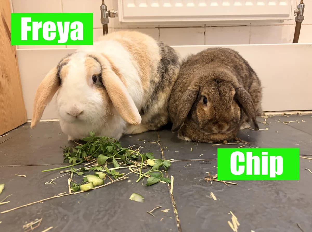 Freya &, 4yo mixed breed for adoption at Thornberry Animal Sanctuary