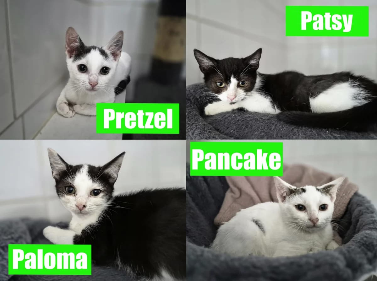 Paris Kittens –, puppy Mixed Breed Cat for adoption at Thornberry Animal Sanctuary