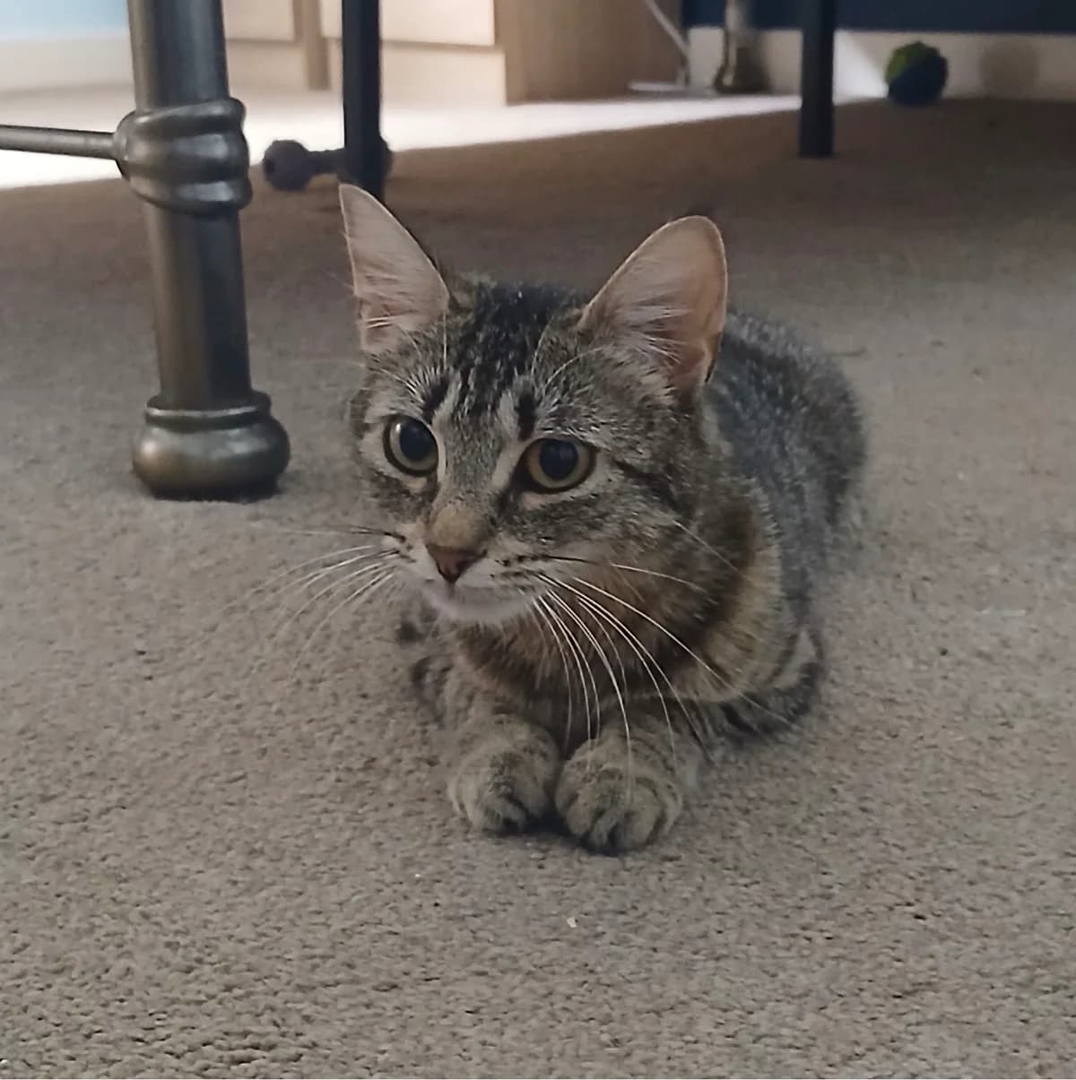 Izzy, young Mixed Breed Cat for adoption at Thornberry Animal Sanctuary