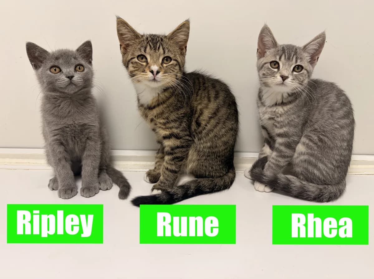 Ripley, Rune &, puppy British Shorthair for adoption at Thornberry Animal Sanctuary