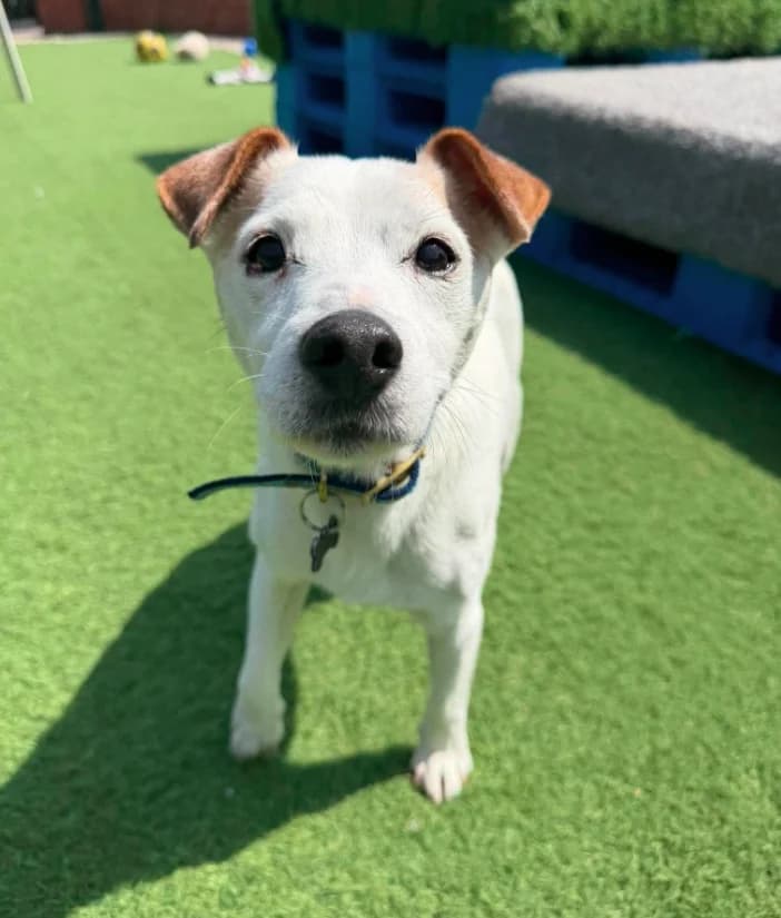 Smudge, senior Jack Russell Terrier for adoption at Thornberry Animal Sanctuary