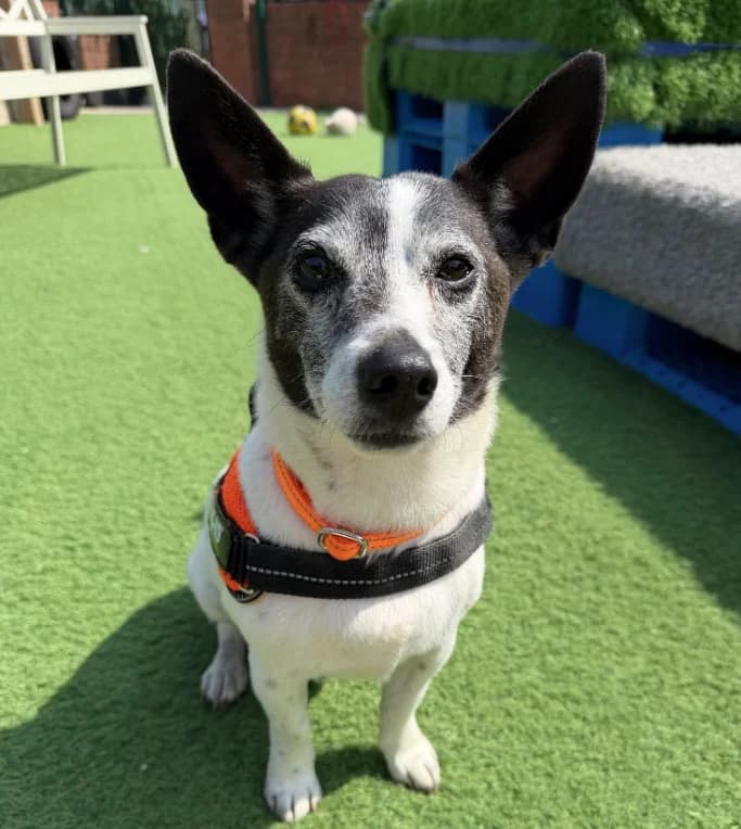 Toby, 7yo Jack Russell Terrier for adoption at Thornberry Animal Sanctuary